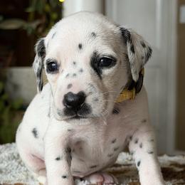 5th pick female - White and liver brown female Dalmatian puppy in Lake Mathews, California from Bully Market