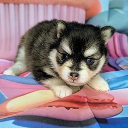 Windy - 2500 - Breeder hold - Black and white female Pomsky puppy in Spring Hill, Florida from www.PuppyTimeEmporium.com