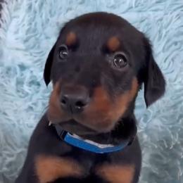 Boy 1 - Black and rust male Doberman Pinscher puppy in Centralia, Missouri from TopSpots Farm