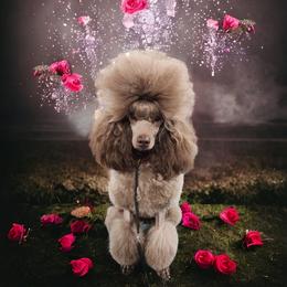 Spice - Poodle
