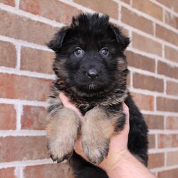 Grey collar - Black and red male German Shepherd puppy in Mount Vernon, Missouri from German Haus German Shepherds LLC