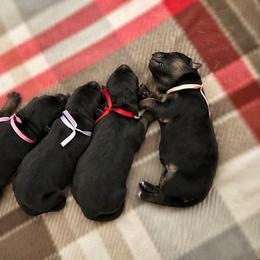 Girl 1 - female German Shepherd puppy in Paso Robles, California from Central Coast German Shepherds
