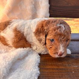Dolly - Merle female Cockapoo puppy in Ellaville Ga, Georgia from Lakeside Cockapoos