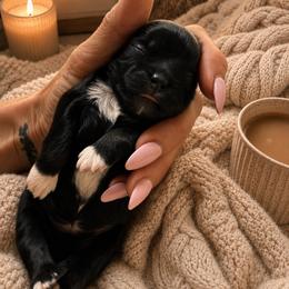 Girl 1 - Black and white female Shih Tzu puppy in Montgomery, Texas from Furbourne Farms