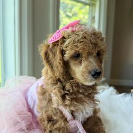 Pekingese, Poodle, and Shih Tzu Puppies from Happy puppies