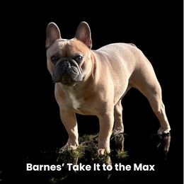 Max - French Bulldog
