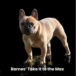 Max - French Bulldog