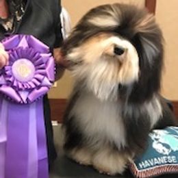 Judge - Havanese