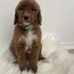 Max - Red  male Goldendoodle puppy in Anaheim, California from Goldendoodles