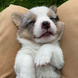 Cardigan Welsh Corgis from Gleann Daire Farm