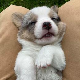 Cardigan Welsh Corgis from Gleann Daire Farm
