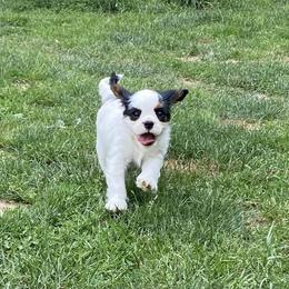 Cavalier King Charles Spaniel Puppies from Snowtrain Cavaliers