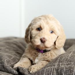 Purple - Cream female Australian Labradoodle puppy in Williamstown, New York from Lewis Manor Labradoodles