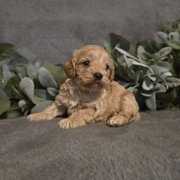 Lucy - Red and white female Cockapoo puppy in Copan, Oklahoma from Tatums cavapoos