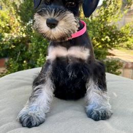 Giant Schnauzer and Miniature Schnauzer Puppies from My Angel Schnauzers