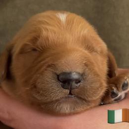 Orange Collar Girl - Dark golden female Golden Retriever puppy in Fisher, Illinois from Aslan's Pride of Fidei Family Farms