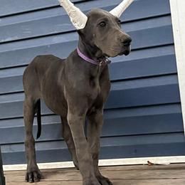 Journey - Blue female Great Dane puppy in Edwardsville, Illinois from Giants and Munchkins