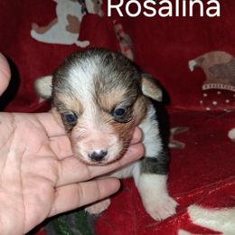 Rosalina - Black and tan female Pembroke Welsh Corgi puppy in Kingman, Kansas from Tiny Titans K9