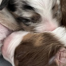 Australian Shepherds from Journey