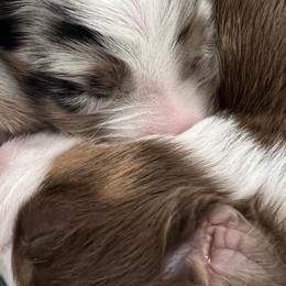Australian Shepherds from Journey
