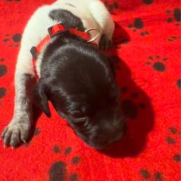 Red - Black roan male German Shorthaired Pointer puppy in Jackson, Georgia from Rosengrace Gsps (formerly Tiner GSP’s)