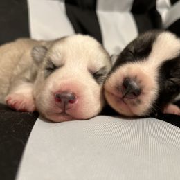 Siberian Husky Puppies from Vixen Siberians