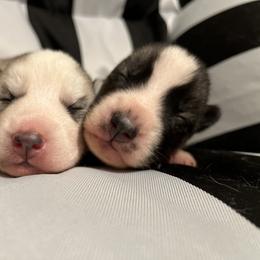 Siberian Husky Puppies from Vixen Siberians