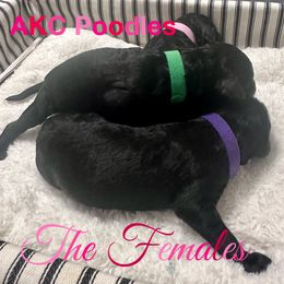 Aussiedoodle, Australian Shepherd, and Poodle Puppies from poodles-doodles standard