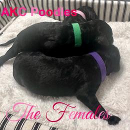 Aussiedoodle, Australian Shepherd, and Poodle Puppies from poodles-doodles standard