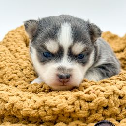 Starr - Gray and white female Pomsky puppy in Mesa, Arizona from Platinum Pomskies