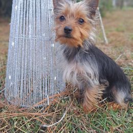 Tan - Black and tan female Yorkshire Terrier puppy in Valdosta, Georgia from Lynn's Yorkshire Terriers
