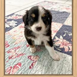 Mini Aussie Girl 4 - Black female Miniature Australian Shepherd puppy in Pensacola, Florida from TNT MINI AUSSIES