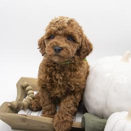 Assorted Doodle Crosses, Bernedoodle, Double Doodle, Goldendoodle, Labradoodle, and Whoodle Puppies from Our Little Farm Life Doodles