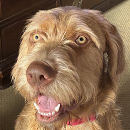Ayla - Wirehaired Vizsla
