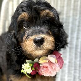 Poodles from MCB Puppies
