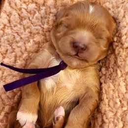Purple collar Male - Gold and white male Shihpoo puppy in Williamsville, New York from Nell’s Doodle & Dolls
