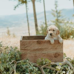 Golden Retriever Puppies from Elevation Retrievers