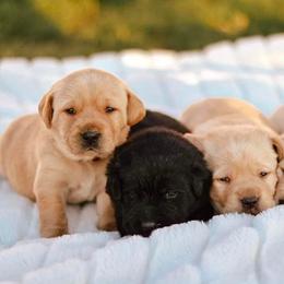 Labrador Retrievers from Southern Pine Labradors