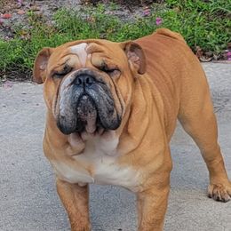 Angus - Bulldog