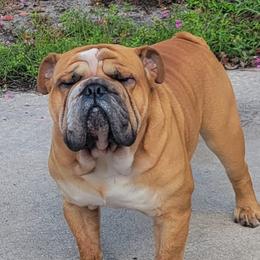 Angus - Bulldog