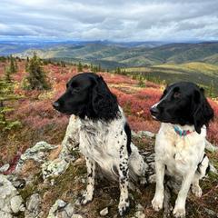 Large Münsterländer Puppies from EAGLES NEST KENNELS