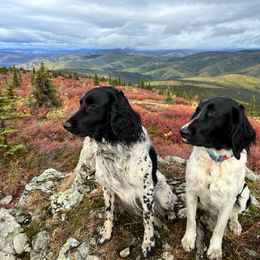 Large Münsterländer Puppies from EAGLES NEST KENNELS