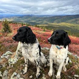 Large Münsterländer Puppies from EAGLES NEST KENNELS