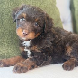 Carmel Apple - Red phantom female Aussiedoodle puppy in Granbury, Texas from Triple Cross Doodles