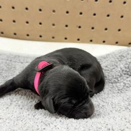 Pink - Black female Labrador Retriever puppy in Derby, Kansas from Wheatland Retrievers