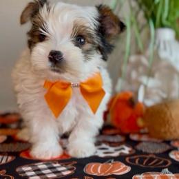 AdiSon - Parti male Yorkshire Terrier puppy in Prosper, Texas from DaintyDawlz