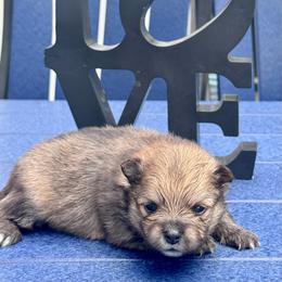 Nellie - Red sable female Pomeranian puppy in New Lenox, Illinois from Illinois Poms