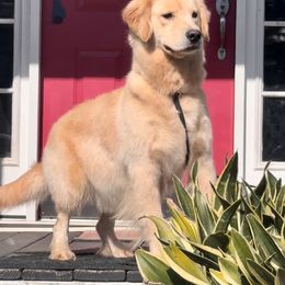 Golden Retriever Puppies from Candy Rock Golden Retrievers