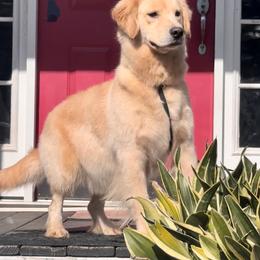 Golden Retriever Puppies from Candy Rock Golden Retrievers