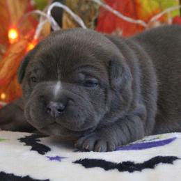 Pink Collar - Blue brindle female American Bully puppy in Easton, Maryland from Night Court Bullies
